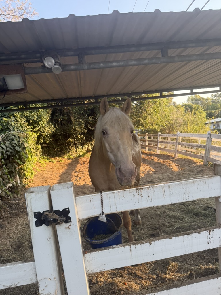 Chance — Dr. Yule's equine therapy partner and co-facilitator